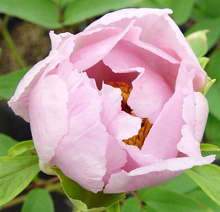 Paeonia moutan